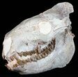 Exceptional, Oreodont (Merycoidodon) Skull With Vertebrae #50815-4